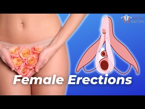 How a Female Erection Works