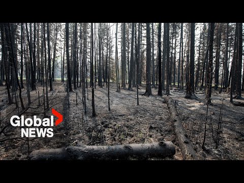 What Canada can learn from the explosive 2023 wildfire season