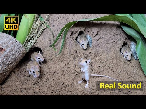 Cat TV mouse digging burrows / holes in sand , playing and squeaking 8 Hour 4k UHD