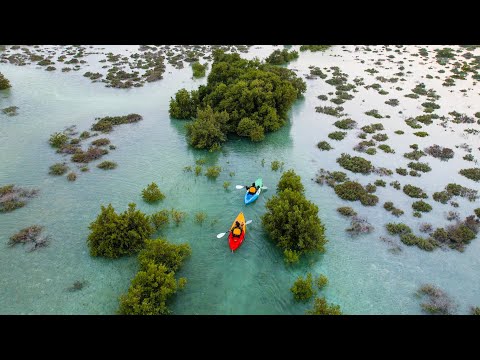 Explore Jubail Mangrove Park