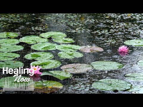 Comfortable Rain Sound in the water Lily-Flowered pond. Relax &amp; Sleep Well with Calming White noise