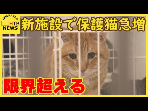 保護猫急増で収容数が限界超える　今月オープンの動物保護施設　SNSで「推し猫」発信　札幌市