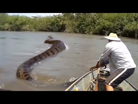 35 plus grandes cr&eacute;atures jamais captur&eacute;es sur cam&eacute;ra!