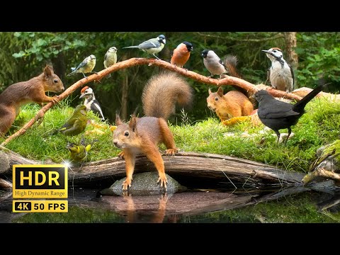 Squirrel and Bird Watching: 10 hours Nature Fun for Cats &amp; Dogs &amp; Humans Alike  (4K HDR)