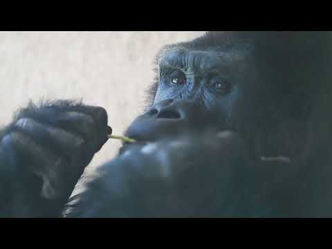 Chimpanzee Chronicles: Unveiling the Primate World