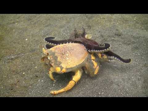 Octopus fighting crab