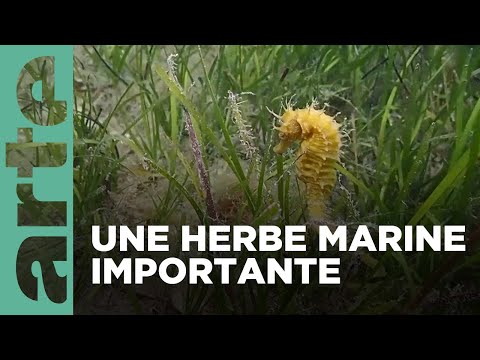 Espagne : la posidonie, une herbe marine menac&eacute;e | ARTE Family