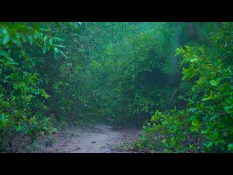 The calm sound of rain falling on a quiet forest road for 10 hours White noise ASMR