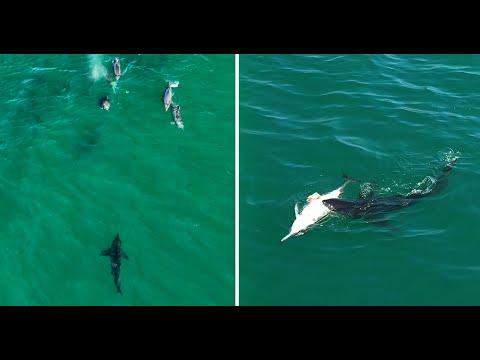 Great White Sharks vs Dolphins: Collection of Drone Footage