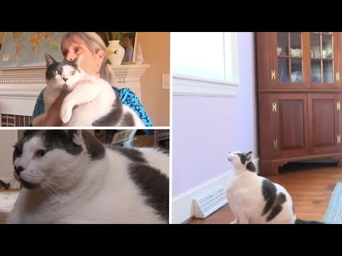 Watch what fat cat Patches did that left owner in tears: &lsquo;Oh my God!&rsquo;