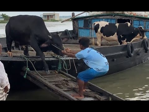 সাতক্ষীরার ধানক্ষেত থেকে ওঠে এসে বিশ্ব কাঁপানো! মুস্তাফিজের জীবন কাহিনী। Mustafizur Rahman Biography