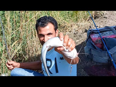 Catfish fishing with worms