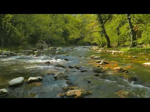 FOREST RIVER RELAXING SOUND | RELAXING NATURE