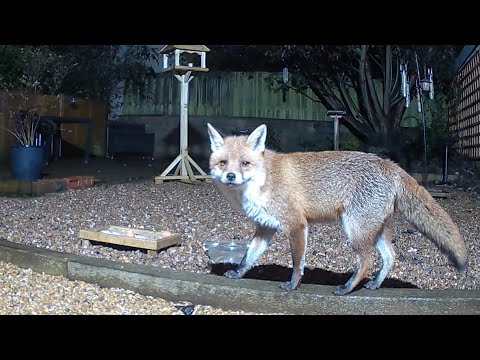 Big Boy the fox looking as snuggly and adorable as ever!