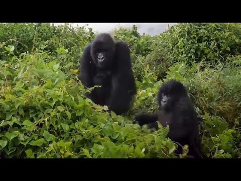 Rwanda : augmentation du nombre de gorilles des montagnes