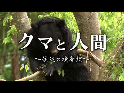 【いわて見聞録】クマと人間〜住処の境界線〜