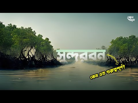 সুন্দরবন বাংলাদেশের জন্য কেন এত গুরুত্বপূর্ণ ? Amazon of Bangladesh