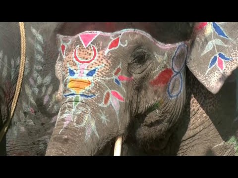 Elephants Compete in Beauty Parade