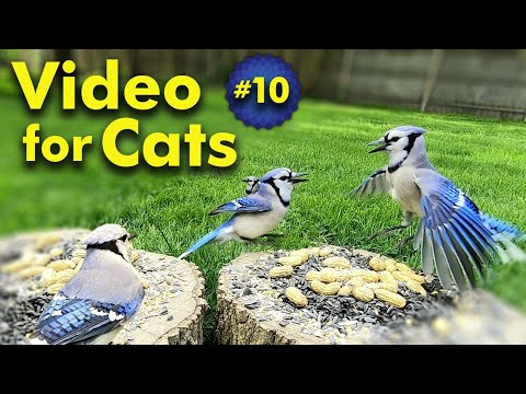 TV for Cats | Backyard Bird and Squirrel Watching | Video 10