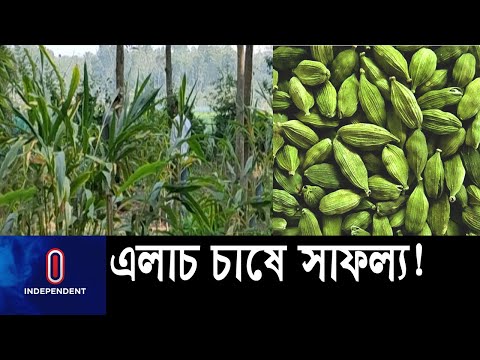 বিঘায় দুই লাখ টাকা খরচ করলে লাভ আসে প্রায় আট থেকে তের লাখ টাকা! || Elaichi Cultivation