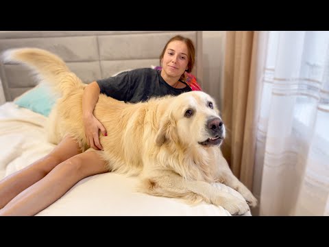 Golden Retriever demands attention from his human Mom!