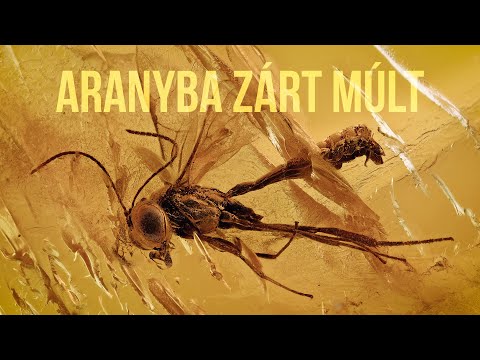 ARANYBA Z&Aacute;RT M&Uacute;LT | Magyar ismeretterjesztő r&ouml;vidfilm