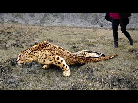 Animals That Asked People for Help and Kindness Caught On Camera