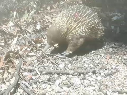 Echidna tries to Get Under the Fence, Stops, See's My E-bike &amp; Sprints to get it, 'Lets Go' lol