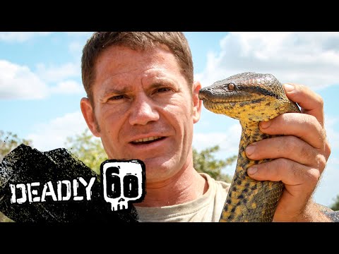 Steve wrestles with a green anaconda | Deadly 60 | BBC Earth Kids