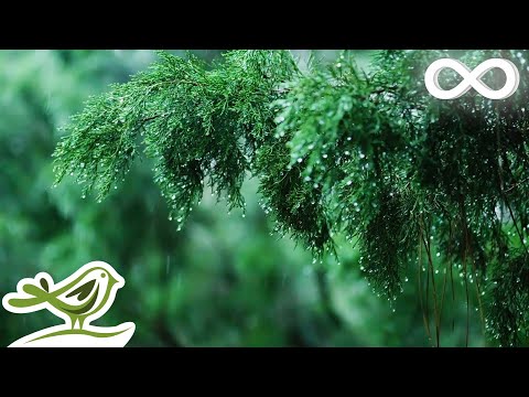 Rainy Day &bull; Relaxing Piano Music with Soft Rain Sounds | Sleep, Study, Relax