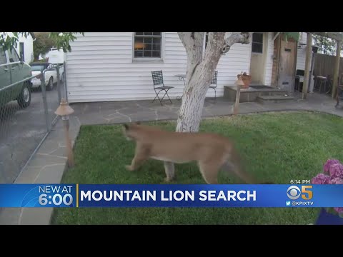 Video: Mountain Lion Spotted Sauntering Around Backyard In Petaluma