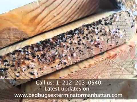 Bedbug Eggs and Nymphs Identification in Manhattan NYC