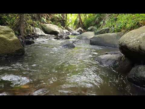 Forest River Nature Sounds - Water Flowing Stream Sound - Relaxing Deep Sleep