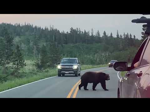 Bear crossing 