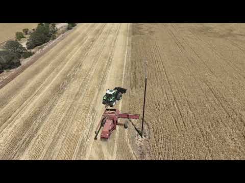 Massey Ferguson 3342 PTO Header Harvesting Wheat 2023