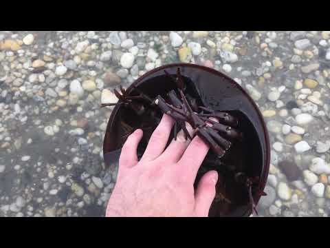 Are horseshoe crabs dangerous?