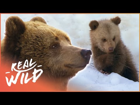 Bear Cubs Experience Snow For The First Time | Band Of Bears Part 1 | Real Wild