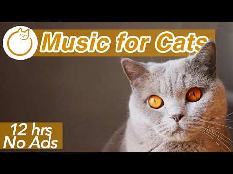 (NO ADS) EXTREMELY Long Relaxing Cat Music - 12 HOURS of Anti Anxiety Therapy