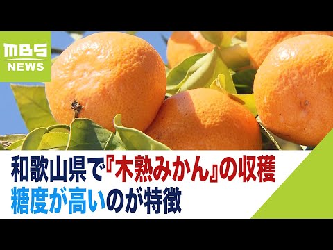 「デザート感覚で年末に食べてもらえたら」　糖度高い『木熟みかん』の収穫　和歌山県（2023年12月16日）