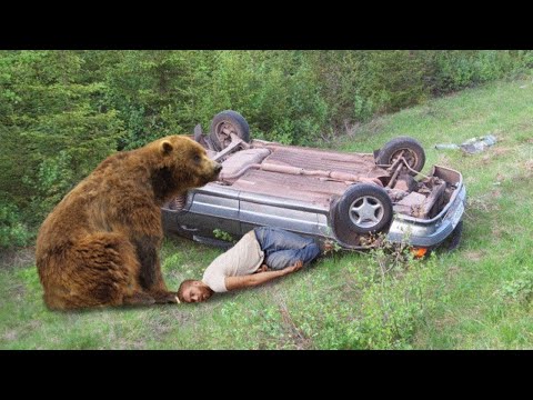 The Man Got Hurt In A Car Accident, But Then A Bear Did Something Unexpected