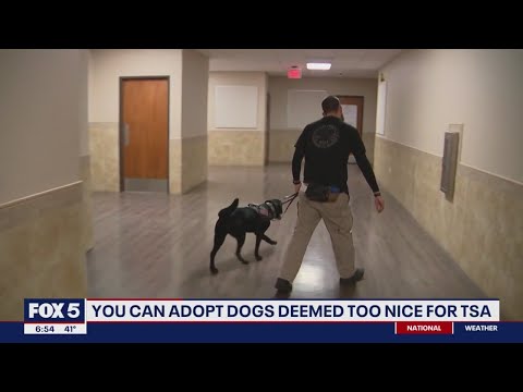 Adopt a dog that was &amp;quot;too nice&amp;quot; for TSA