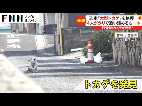 カメラマンがオオトカゲを発見「ネコが追いかけている！」捕獲の瞬間　4日前から騒動に　香川・小豆島町