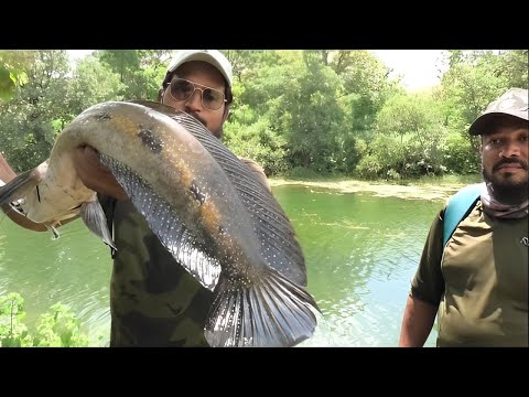 Unleashing the Secrets of Snakehead Fishing || kaal fisher