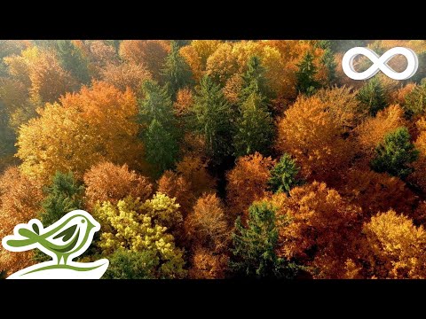 Beautiful Relaxing Music - Calming Piano &amp; Guitar Music by Soothing Relaxation