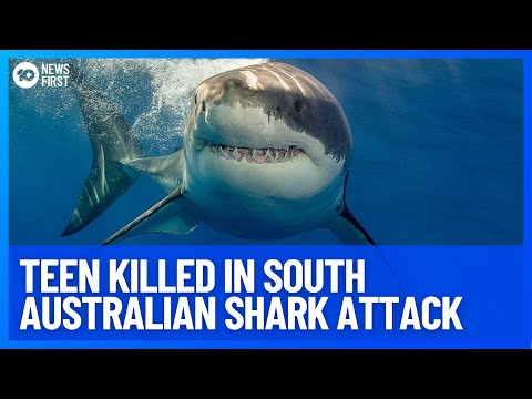 Fatal Shark Attack | 10 News First