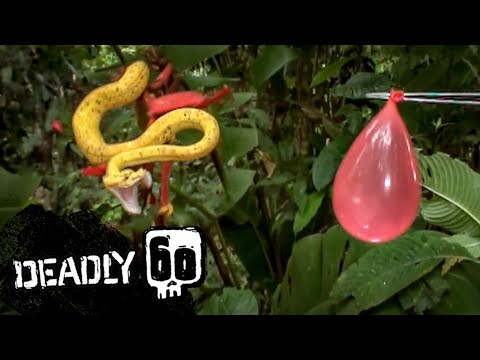 Snake Bites Balloon In Slo-Mo | Deadly 60 | BBC Earth Kids