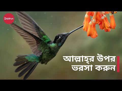 আল্লাহ্&zwnj;র উপর ভরসা করুন | দুশ্চিন্তা ও ঋণ থেকে মুক্তি - শায়খ মুখতার আশ-শানক্বিতি