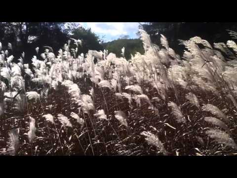 Tall Grass Blowing in the Wind