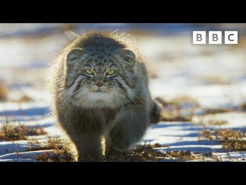 World&rsquo;s Grumpiest Cat I Frozen Planet II I BBC