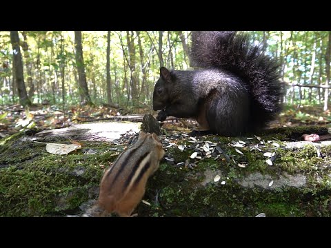 10 Hours of Forest Animals - Videos for Pets - Oct 4 2020